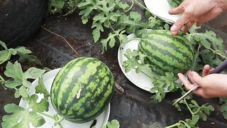 Surprise with the method of Growing watermelon