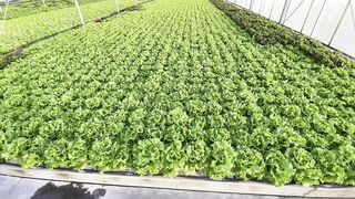 From Seed to Sale- Profitable Lettuce