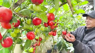 Growing Tomatoes This Way Gets Many Fruits And Doesn't Need Watering