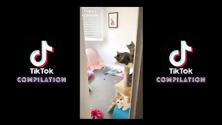 TikTok Compilation les chatons les plus mignons ! ????