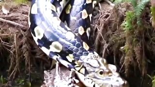 Snake Video #snake #wildlife #shorts