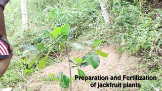 fertilization 0f jackfruit