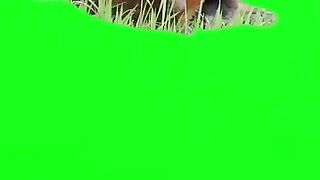 Animals green screen video