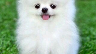 lovely cute dog