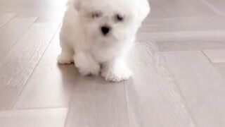 Adorable Tiny Pups Sliding and Having Fun