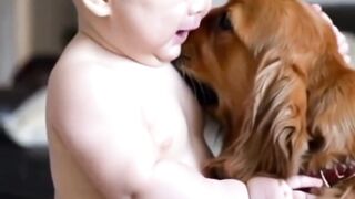 A Loyal Dog's Comfort: Helping a Little Boy in Tears