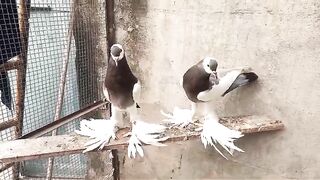 Two kabootar perching