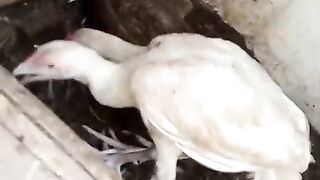 Two white chicken