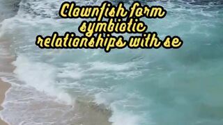 Animal Facts         Clownfish          #shorts