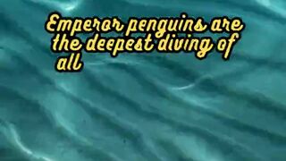 Animal Facts         Emperor Penguins          #shorts