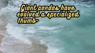 Animal Facts         Giant Pandas          #shorts