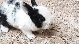 Cute baby rabbits playing