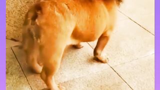 Funny dog video 14