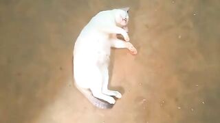 Cat's favourite place for sleeping on the ground