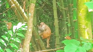 Monkey on the Bamboo