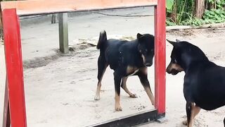 Best funny video mirror vs/dog prank