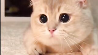 cutest animals 4