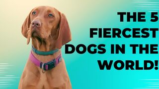 Top 5 Fiercest Dogs in the World!