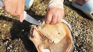 Watch Me Collect Stunning Pearls from Clams – Each One a Beautiful White Gem!