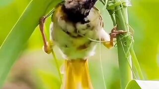 nest of friendship /خوبصورت انجینیئر ایک پرندہ