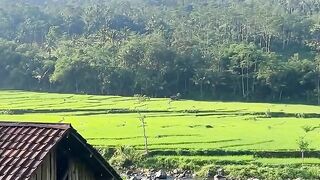 rice fields 2