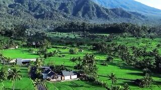 expanse of rice fields and mountains