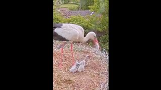 Storks kill weak chicks