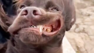 This dogs is hilarious you must watch this