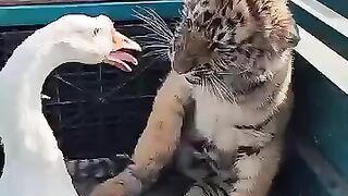 The story of a duck and a tiger