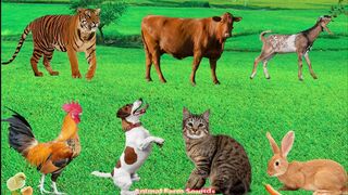 Animal Sounds Collection_ Tiger, Rabbit, Cow, Dog, Goat, Sheep, Cat - Animal Videos