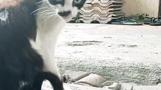 Kucing yang malang 2