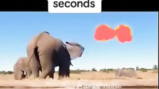 Elephant farted