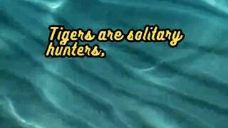 Animal Facts       Tigers           #shorts