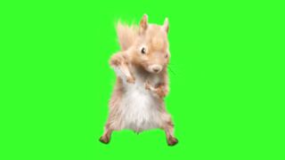 Dancing-Squirrel