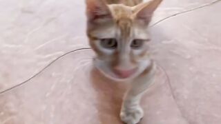 funny cat effects