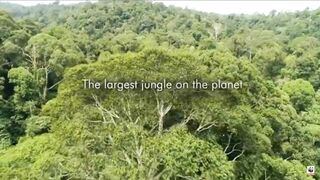 Secrets Of Amazon Rain Forest