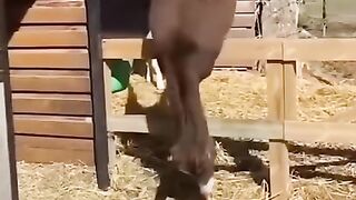 Funny animals - Try Not To Laugh_part1 #funnyanimals #funnyvideos