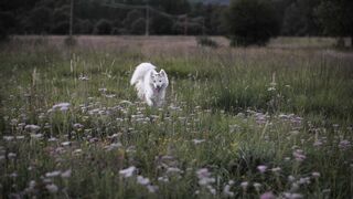 beautiful dog waiking in park