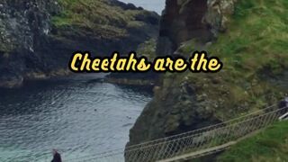 Animal Facts         Cheetahs         #shorts