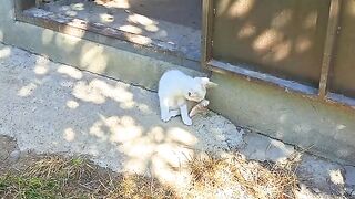 The kittens playing with each other as they were about to fall asleep was.