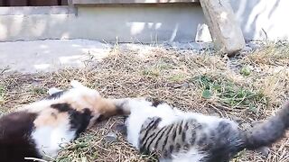 KITTENS | KITTENS PLAYING | CAT MEOW | ADORABLE KITTENS