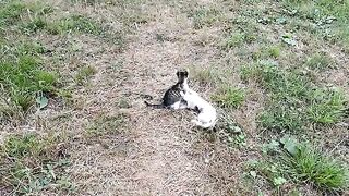 Kittens are Fighting . Cute Kittens climb trees.