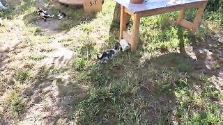 Cute kittens are playing . A white kitten plays with a mouse.