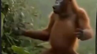 Funy monkey dance