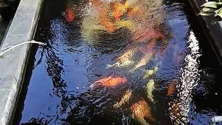 Splendid colours of my koi Pond