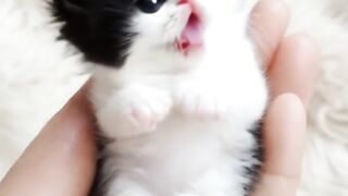 cute kitten 13