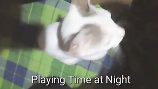 Playing with Cat