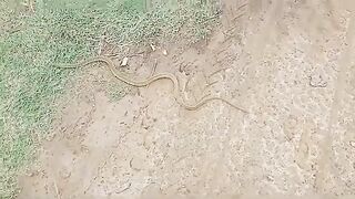 Snake On Road