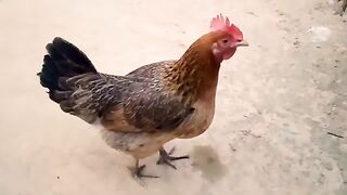 All Cocks