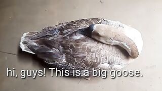 Real Goose